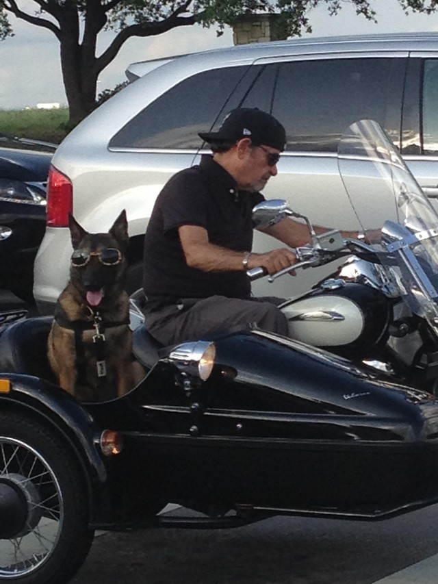 Cool_Dog_Motorcycle.jpg