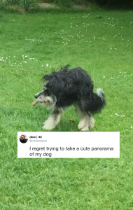 The Funniest Dog Content You Need To See Right Now