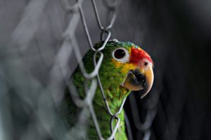 Parrot Arrested After Warning Brazilian Drug Dealers About A Raid Because He ‘s Not A Narc