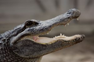 Florida Woman Straight Up Pulled An Alligator Out Of Her Yoga Pants Because It ‘s Florida