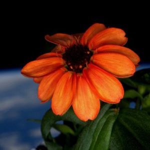 What’s Actually Cool About The First Flower Grown In Space