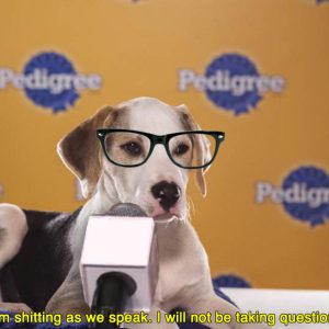 Highlights From The Puppy Bowl’s Post-Game Press Conference