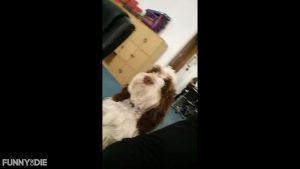 Camera Shy Office Dog Is Like “Nah Dood”