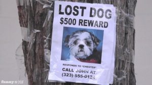 A Lost Dog