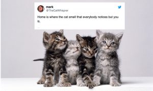 The Funniest Tweets About Cats For Cat Lovers Only