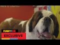 Funny Or Die Pitches To A Big Dog
