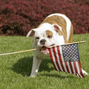 Ruff: The Life And Times Of Presidential Pups FUN FACTS
