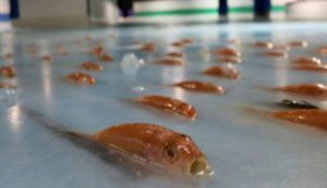 Other Attractions At the Japanese Theme Park With 5,000 Dead Fish In Their Ice Rink