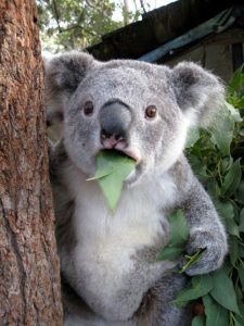 Surprised Koala is Surprised