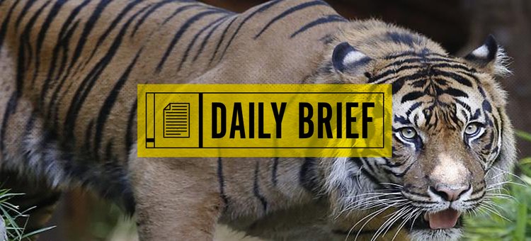 Daily Brief: Let’s Give Kim More Attention, A Tiger in Paris, and More
