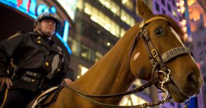 6 Things About The Criminal Justice System This Police Horse Doesn ‘t Understand