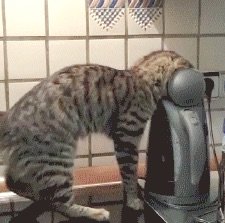 Just 9 Clumsy GIFs Of Curious Animals Getting Themselves Stuck In Stuff