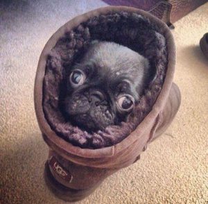 Pug Finds New Home in Boot
