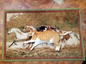 Cat Aspires To Run With Horses