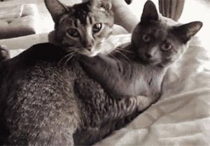 Are These GIFs Of Cats And Dogs Caught In Bed Adorable Or NSFW?