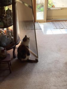 Cat Owner Moves Screen Door; Cat Thinks Whole Entrance To House Moved
