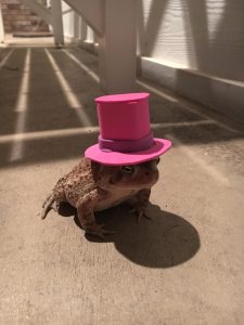 Man Befriends Toad, Makes Tiny Hats For Him