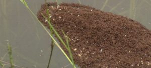This Island Of Ants Is The Biggest “Nope!” You’ll See All Week