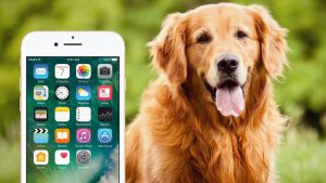 Insane! This Dog Is 16 Years Old and Still Doesn’t Own a Smartphone!