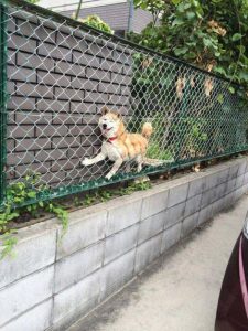 Dog Won’t Let Being Stuck Between Two Fences Stop Him From Smiling