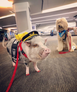This Airport ‘s Therapy Pig Has Thawed My Cold, Dead Heart