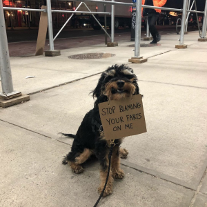 Very Opinionated Dog Protests His Dog Problems With Hilarious Signs