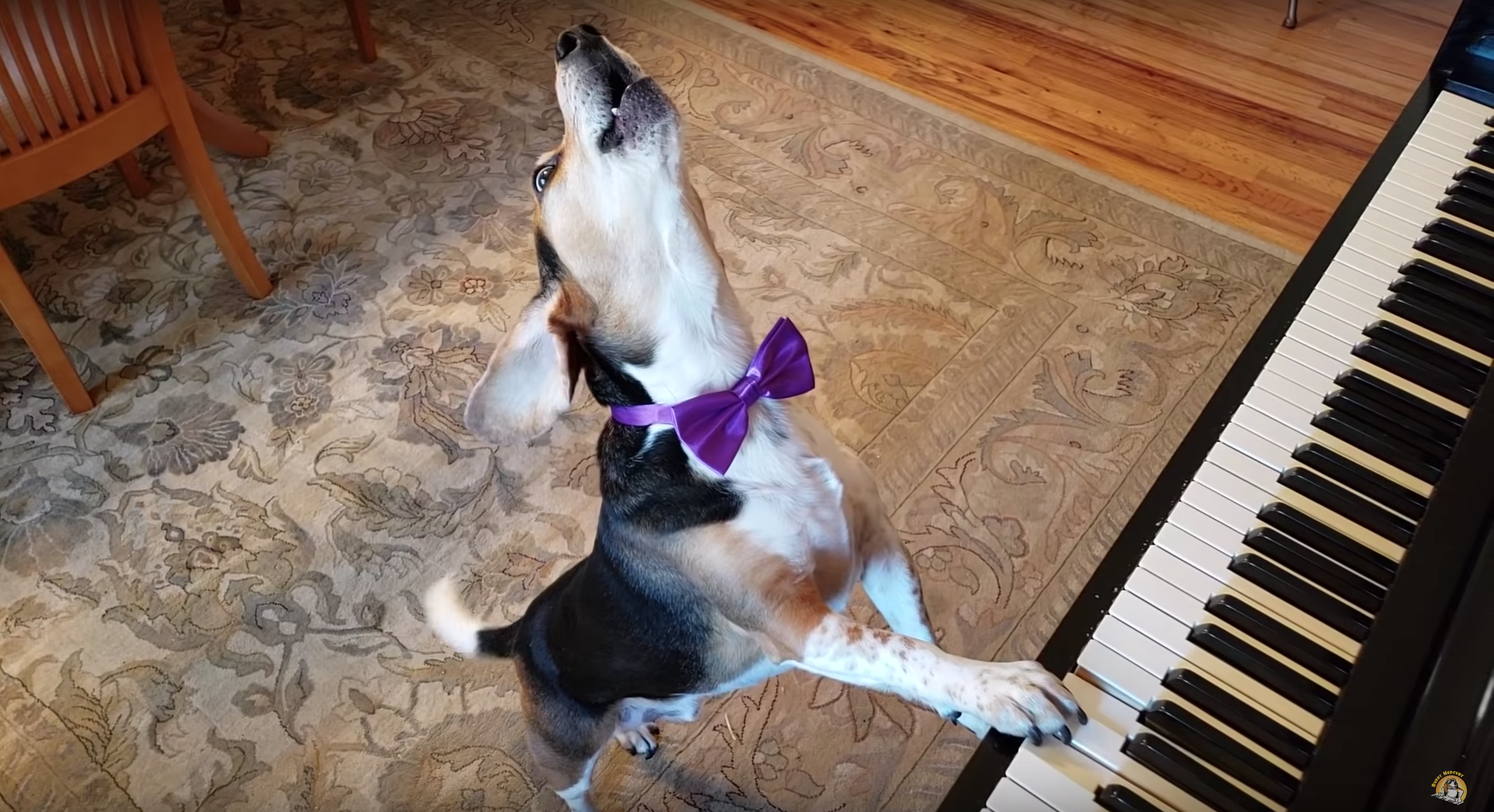 This Dog Wears Bowties And Plays Piano. We, Frankly, Are Not Worthy