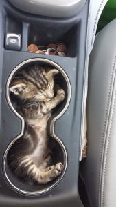 Kitten in a Cup Holder