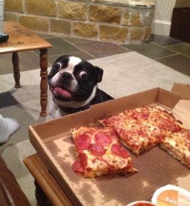 13 Pizza Freaks Who Also Happen To Be Dogs