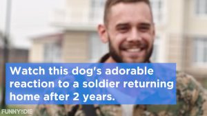 Dog’s Adorable Reaction to a Soldier Returning Home