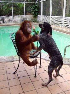 Dog Loves Monkey
