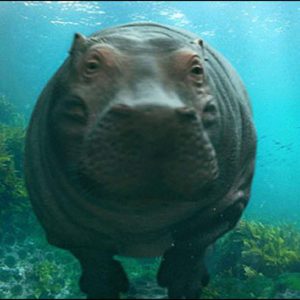 8 Completely True Facts About Hippos