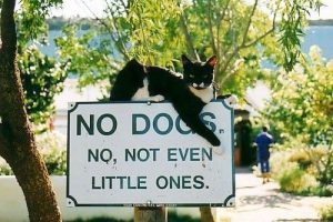Cat Enforces No Dogs Sign