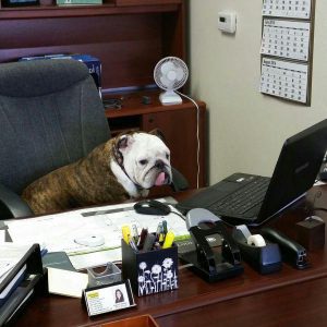 14 Animals With Lucrative Careers