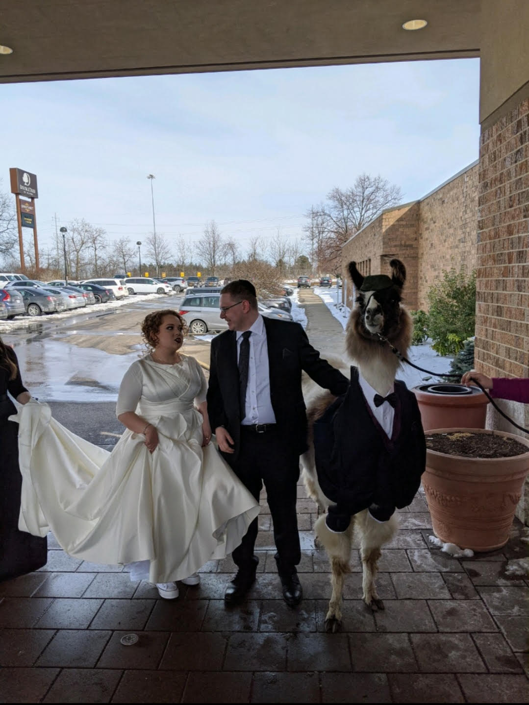 This Man Really Brought A Llama As His Date To His Sister ‘s Wedding